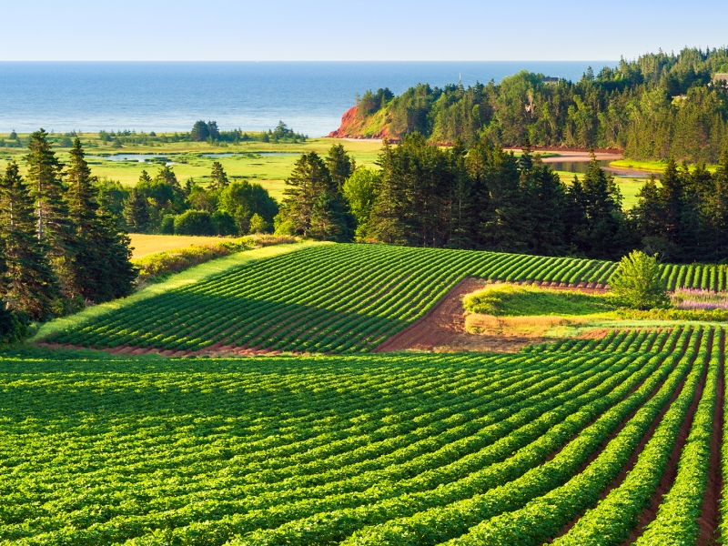 Little Harbour, fields, trees, water